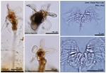 Octotrocha speciosa