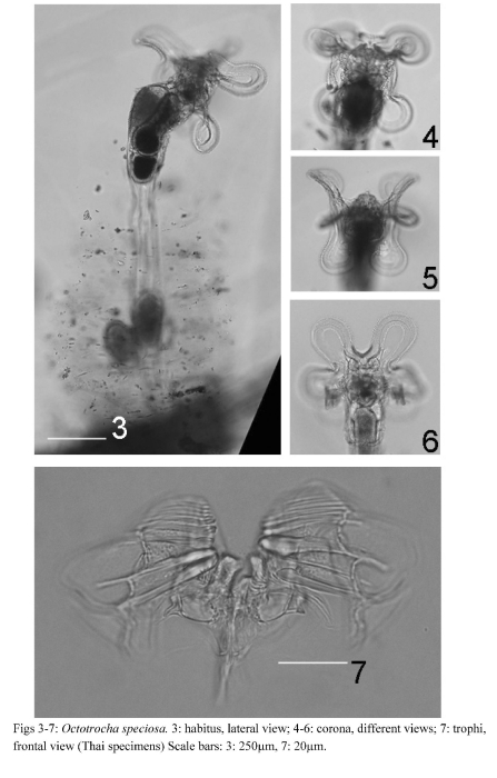 Octotrocha speciosa