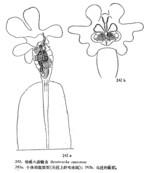Octotrocha speciosa