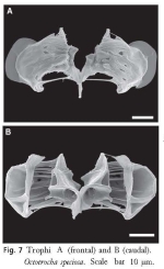 Octotrocha speciosa
