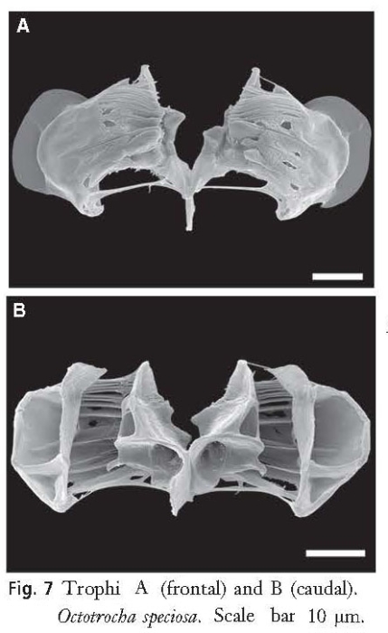 Octotrocha speciosa