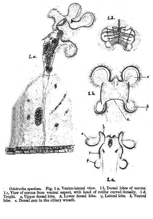 Octotrocha speciosa - Original description image