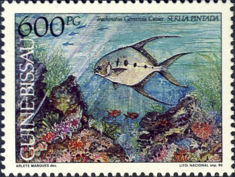 Trachinotus goreensis Trachinotus goreensis