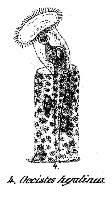 Oecistes hyalinus