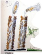 Oecistes hyalinus - Original description image