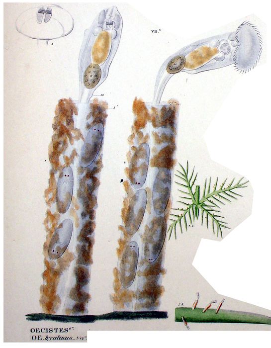 Oecistes hyalinus - Original description image