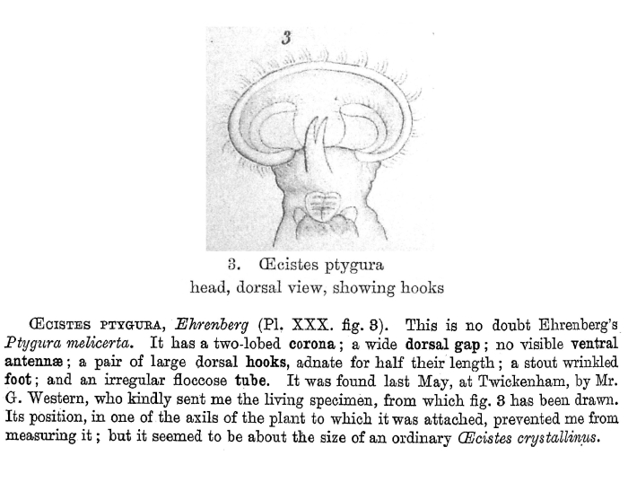 Oecistes ptygura - Original description image