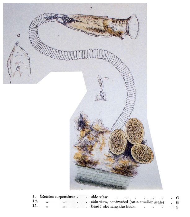 Oecistes serpentinus - Original description image