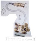 Oecistes serpentinus