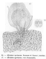 Oecistes syriacus - Original description image