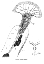 Oecistes umbella