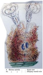 Oecistes umbella