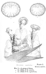 Oecistes umbella - Original description image