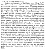 Otoglena papillosa - Original description image