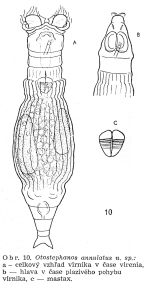 Otostephanos annulatus - Original description image