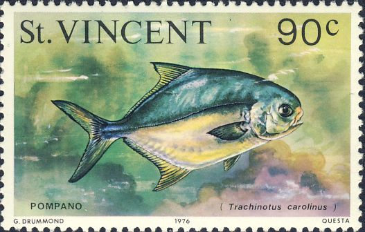 Trachinotus carolinus Trachinotus carolinus
