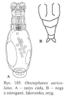 Otostephanos auriculatus