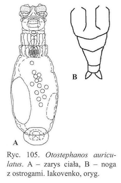 Otostephanos auriculatus Otostephanos auriculatus