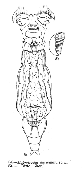 Otostephanos auriculatus Otostephanos auriculatus