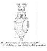 Otostephanos auriculatus bilobatus - Original description image