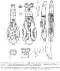 Otostephanos cuspidilabris