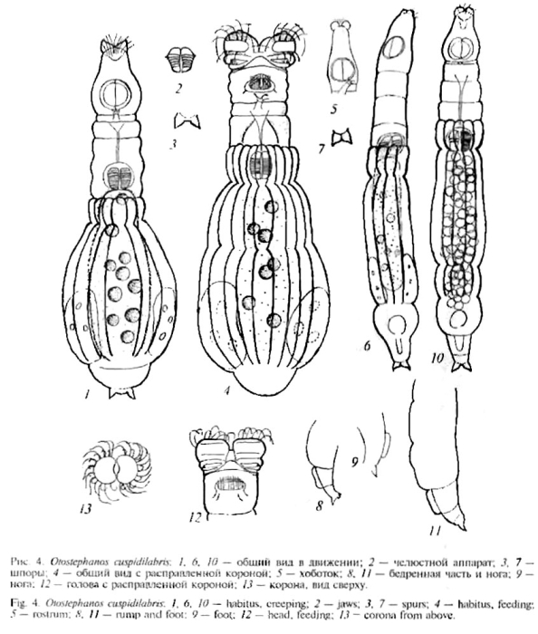 Otostephanos cuspidilabris Otostephanos cuspidilabris