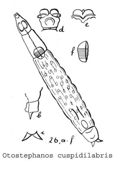 Otostephanos cuspidilabris - Original description image