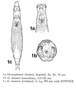 Otostephanos donneri
