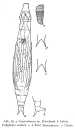 Otostephanos donneri