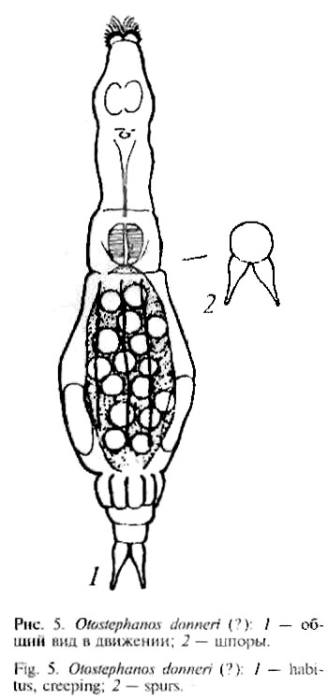 Otostephanos donneri Otostephanos donneri