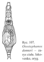 Otostephanos donneri