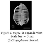 Otostephanos donneri