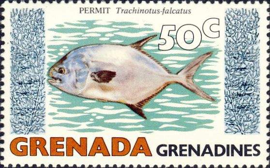 Trachinotus falcatus Trachinotus falcatus