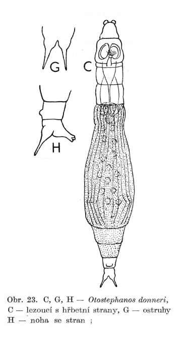 Otostephanos donneri - Original description image