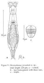 Otostephanos jersabeki - Original description image