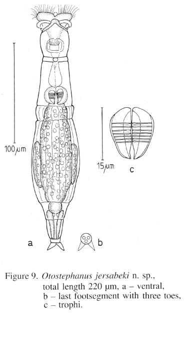 Otostephanos jersabeki - Original description image