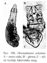 Otostephanos jolantae