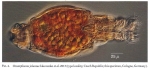 Otostephanos jolantae