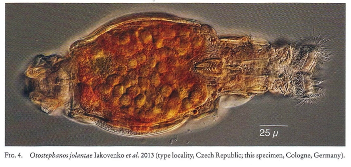 Otostephanos jolantae