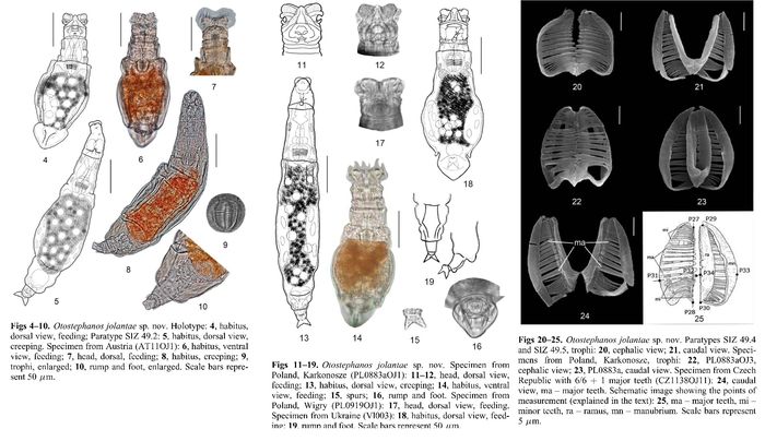 Otostephanos jolantae - Original description image