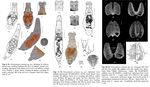 Otostephanos jolantae