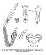 Otostephanos kostei - Original description image