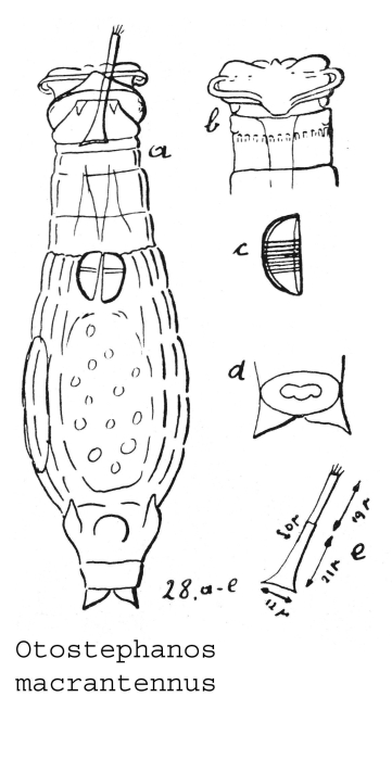 Otostephanos macrantennus - Original description image