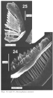 Otostephanos monteti