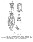 Otostephanos monteti