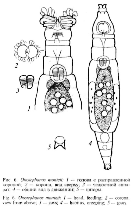 Otostephanos monteti Otostephanos monteti