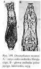 Otostephanos monteti
