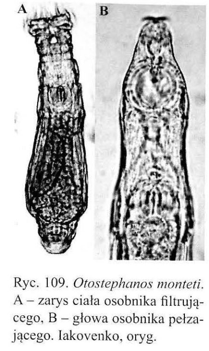 Otostephanos monteti Otostephanos monteti
