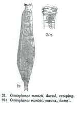 Otostephanos monteti - Original description image