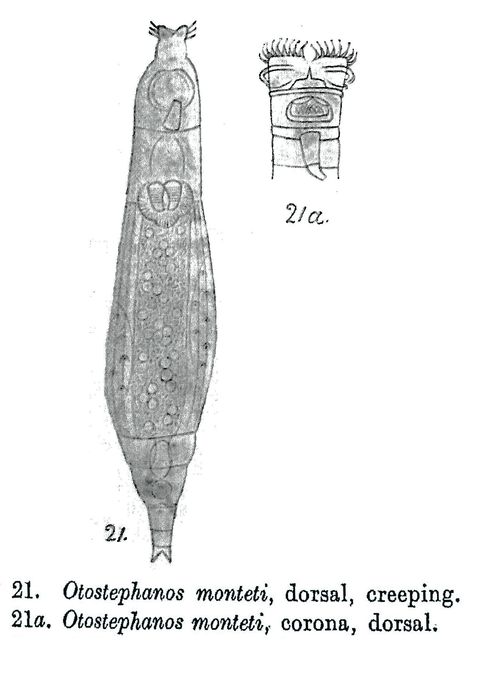 Otostephanos monteti - Original description image